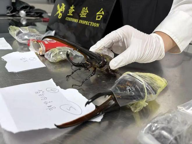 万斯要是当上美国总统，世界格局迎来转变，台湾问题或将加速落地